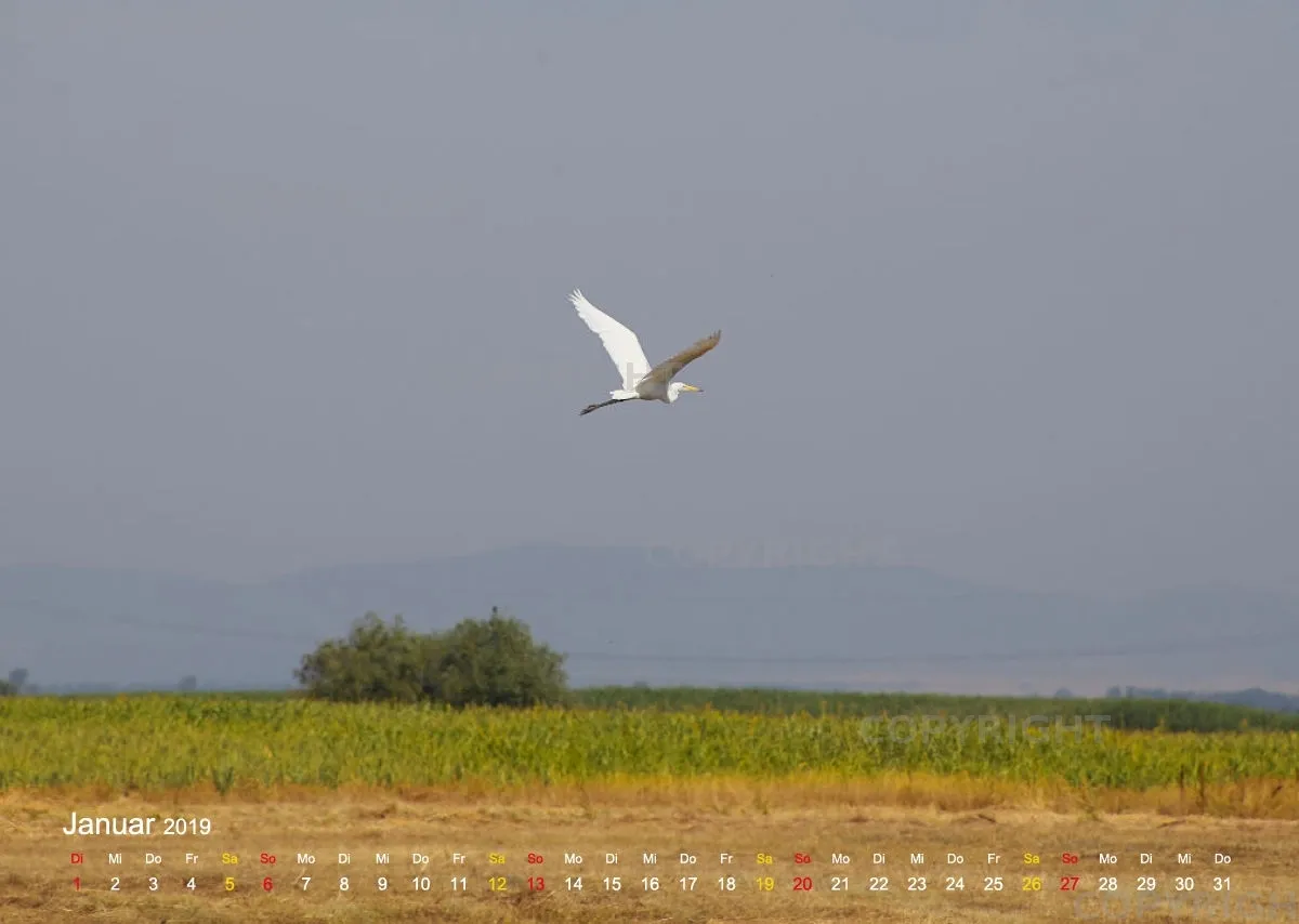 Vögel der Puszta