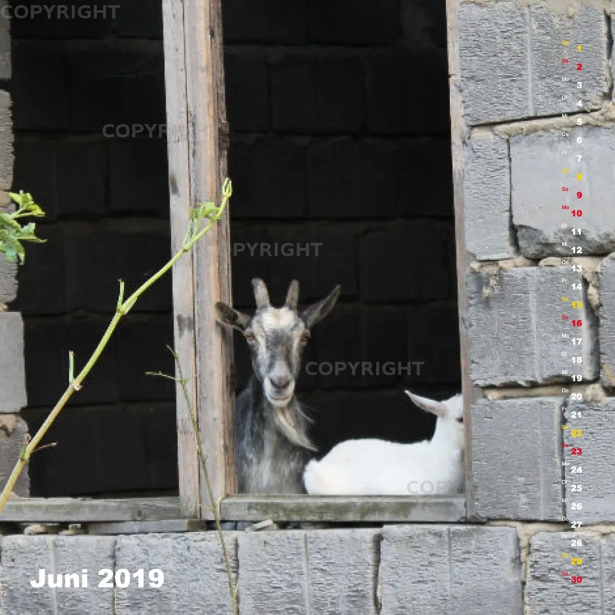 Fotokalender / Nr. 24
