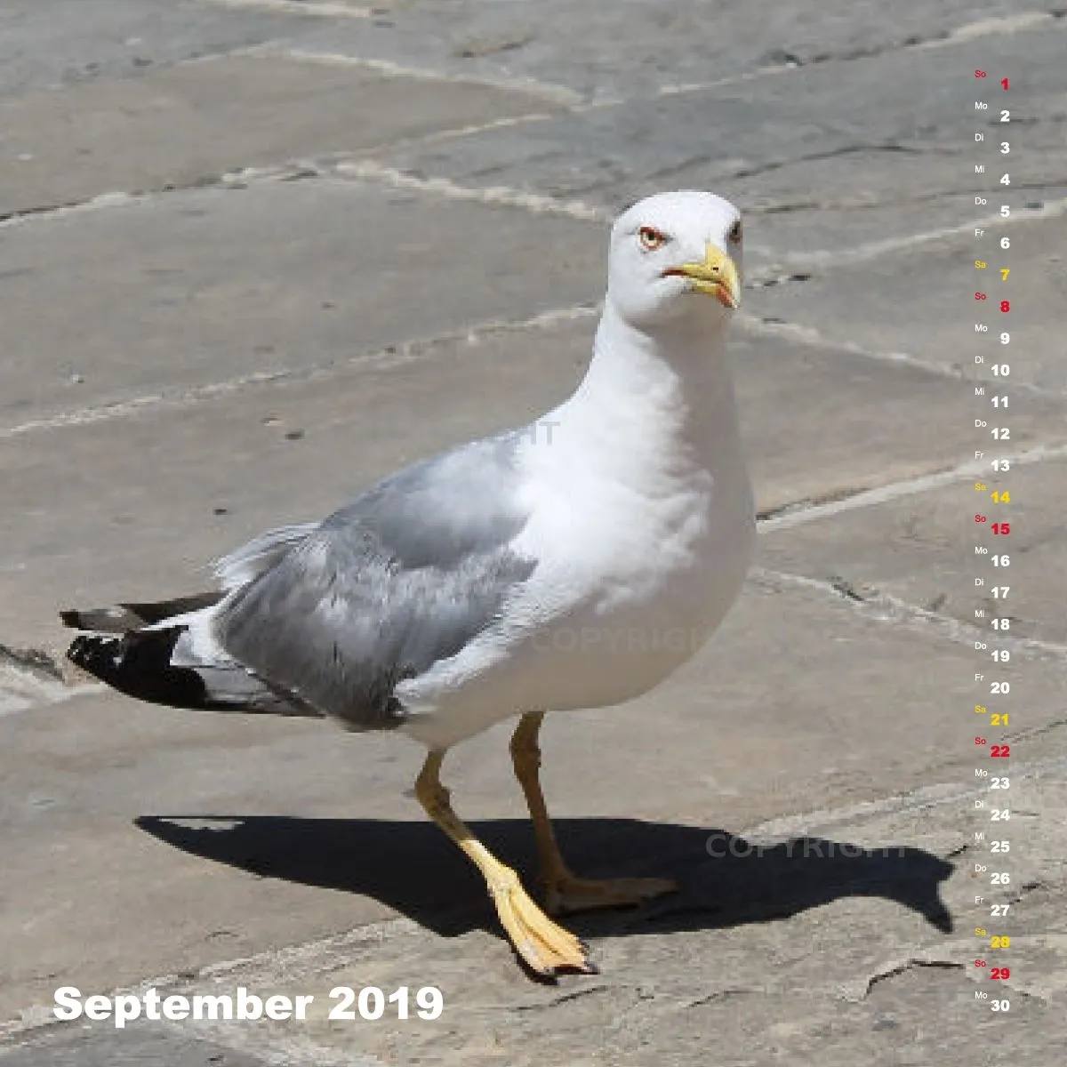 Fotokalender / Nr. 24