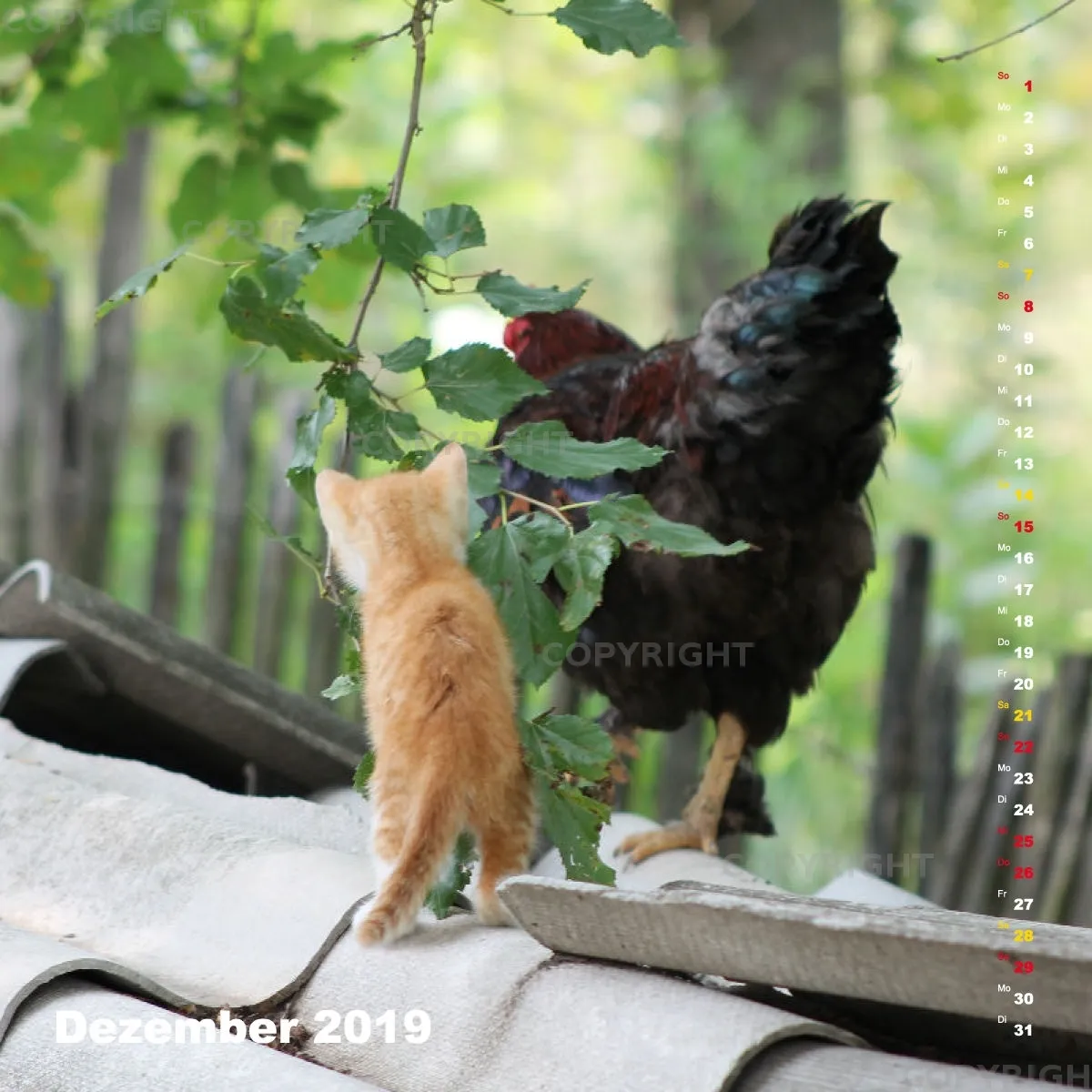 Fotokalender / Nr. 24
