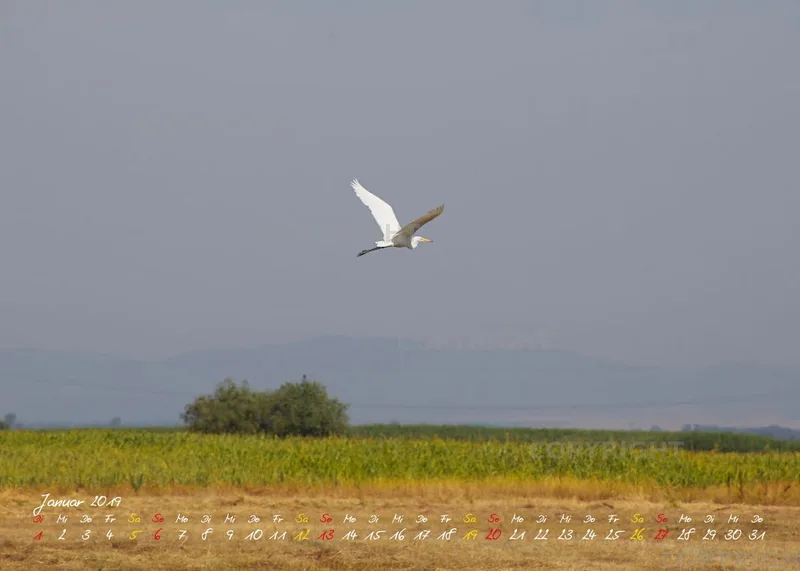 Vögel der Puszta