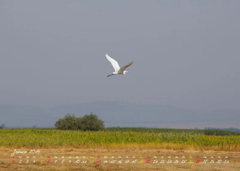 Vögel der Puszta