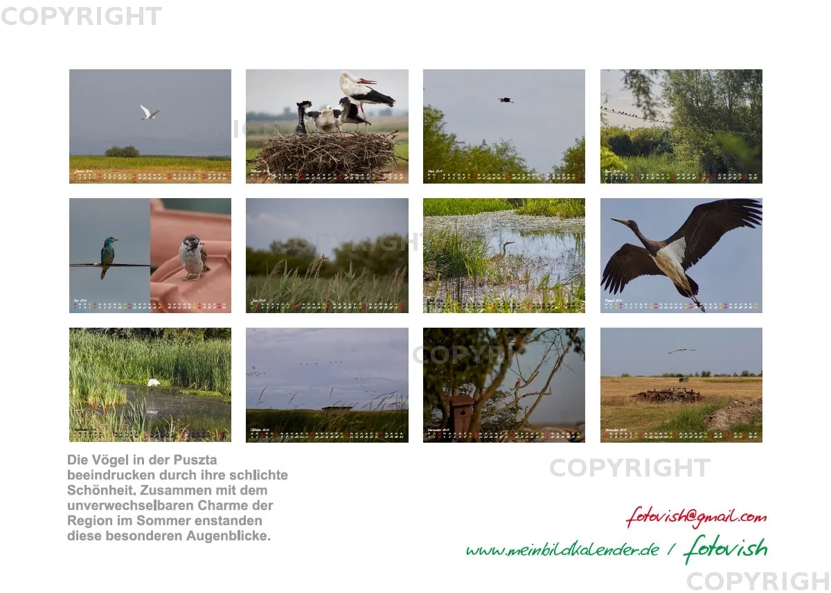 Vögel der Puszta