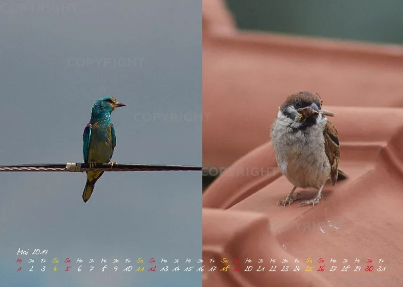 Vögel der Puszta