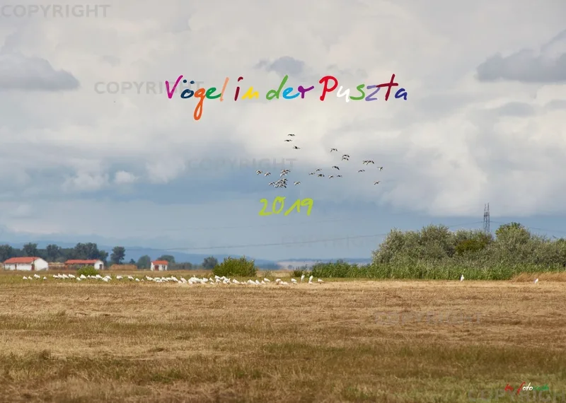 Vögel der Puszta