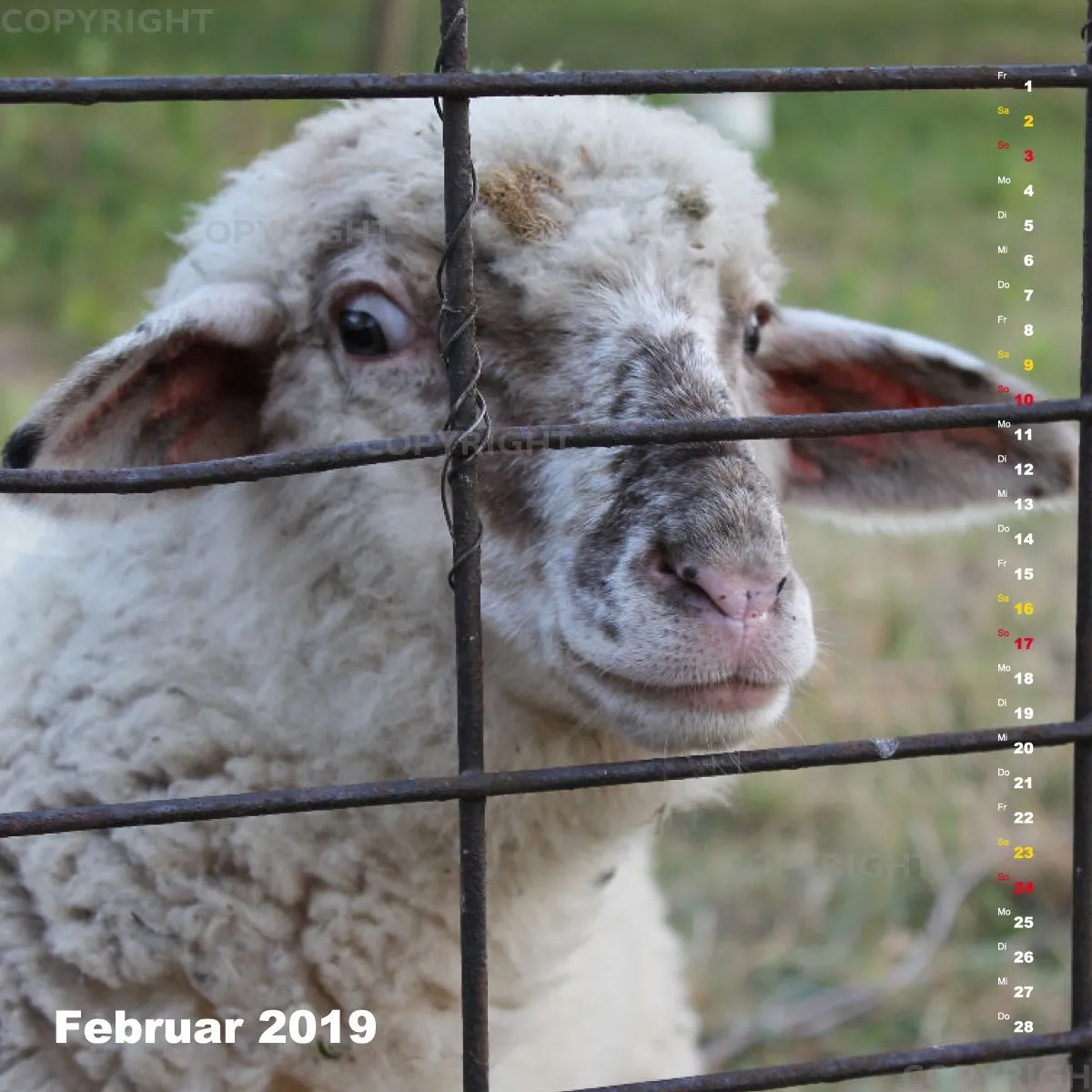 Fotokalender / Nr. 24