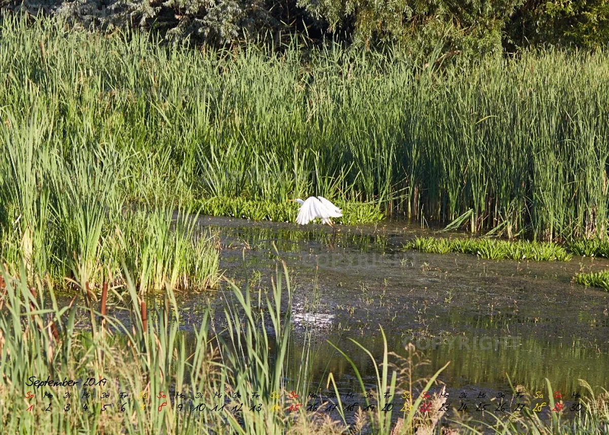 Vögel der Puszta