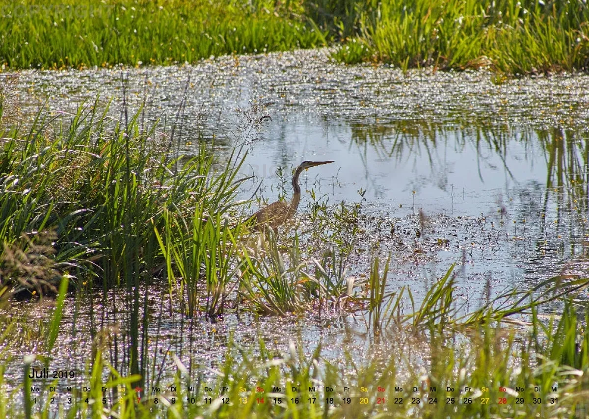 Vögel der Puszta
