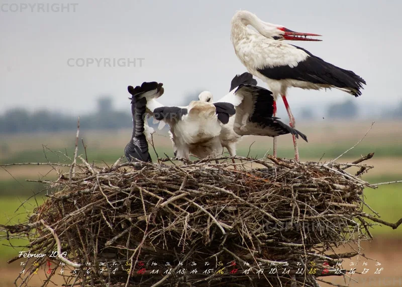 Vögel der Puszta