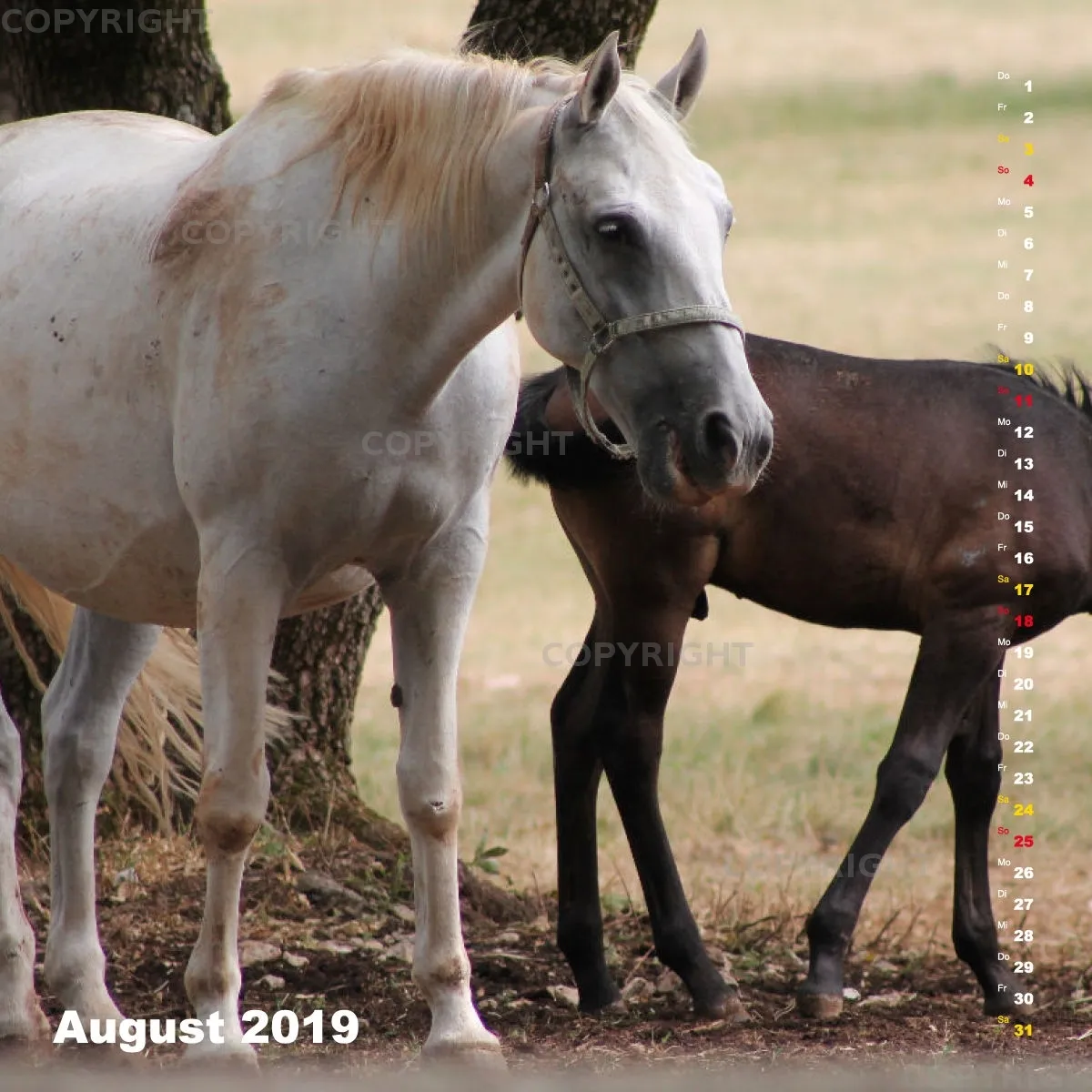 Fotokalender / Nr. 24