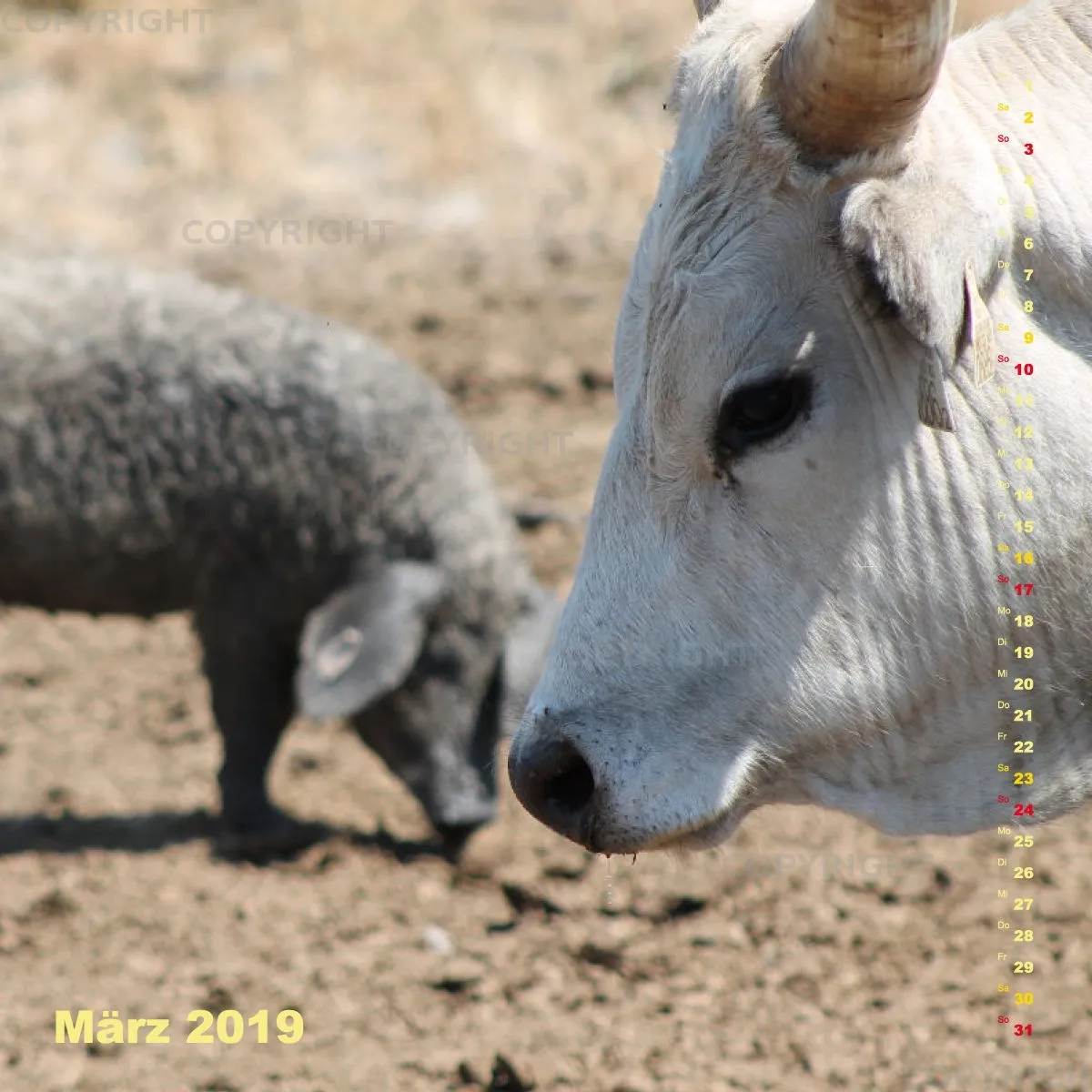Fotokalender / Nr. 24
