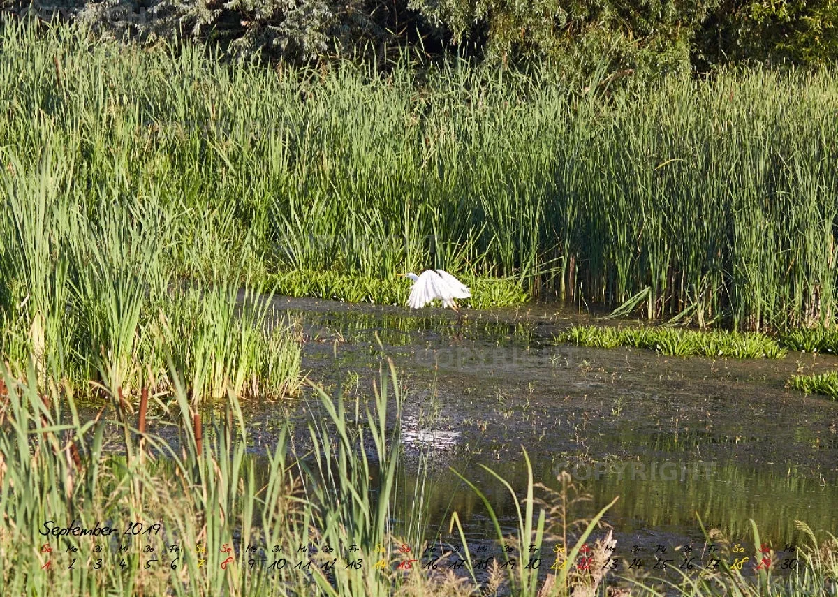Vögel der Puszta