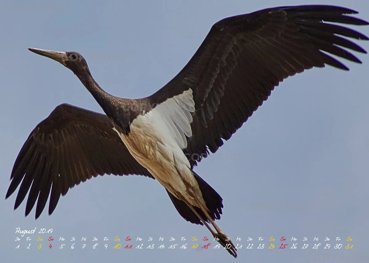 Vögel der Puszta
