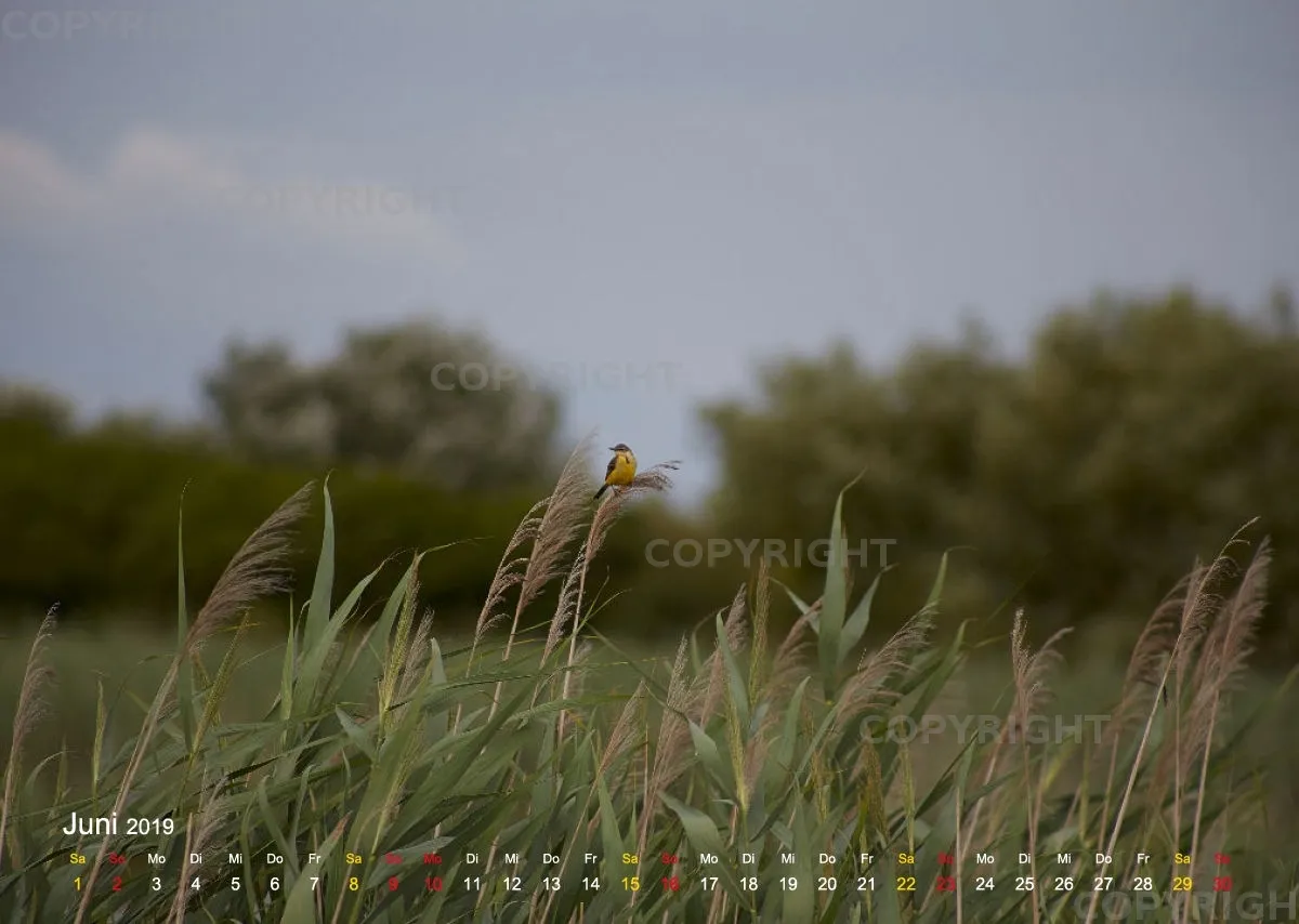 Vögel der Puszta