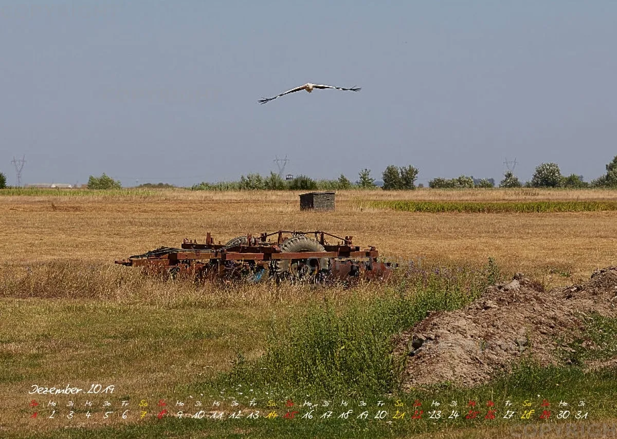 Vögel der Puszta