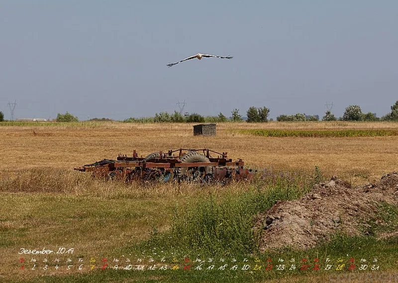 Vögel der Puszta
