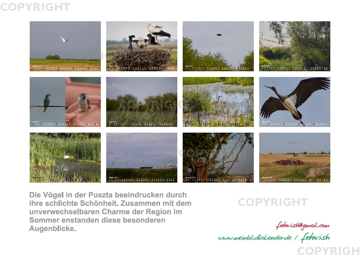 Vögel der Puszta