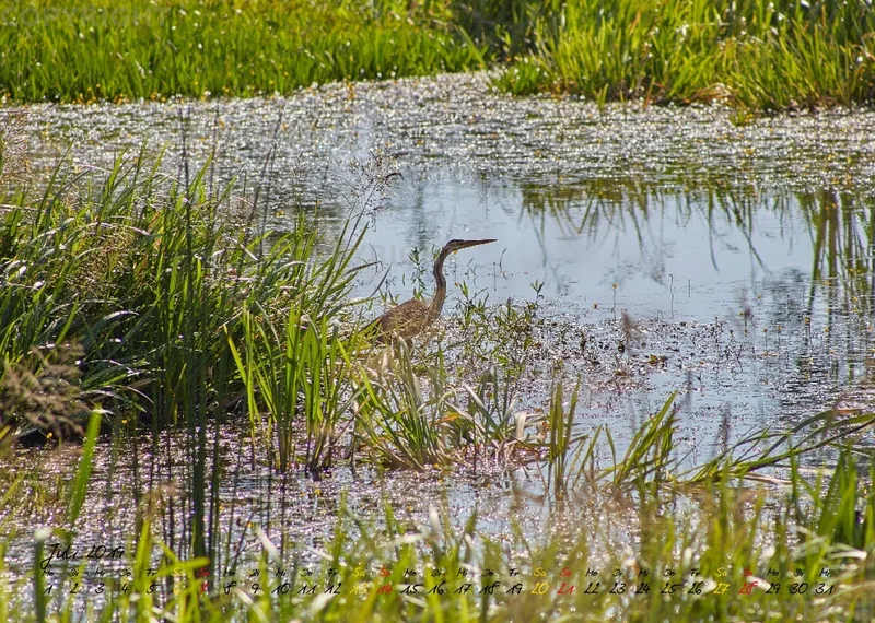 Vögel der Puszta