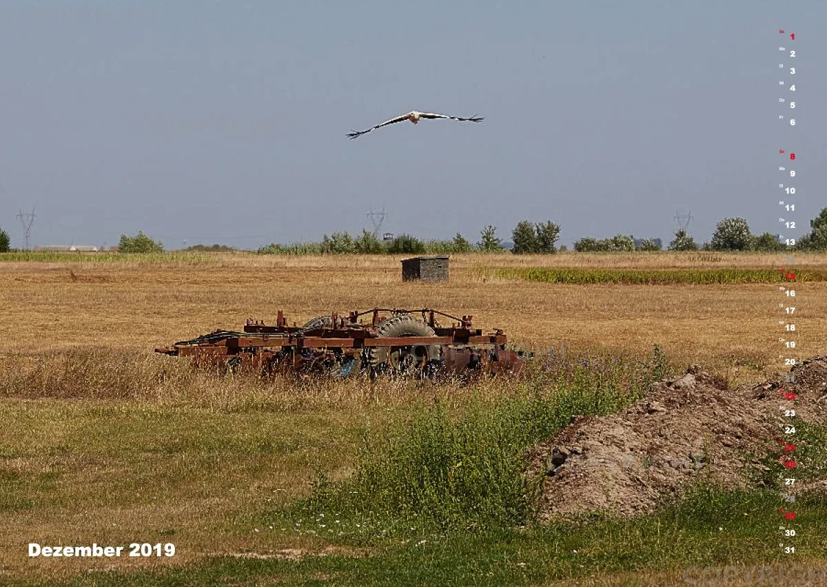 Vögel der Puszta
