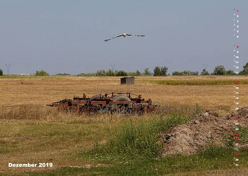 Vögel der Puszta
