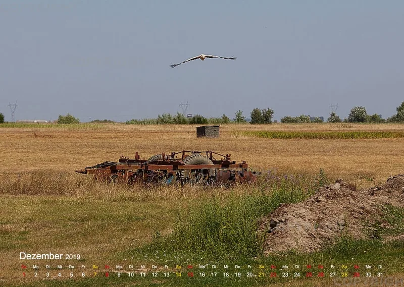Vögel der Puszta