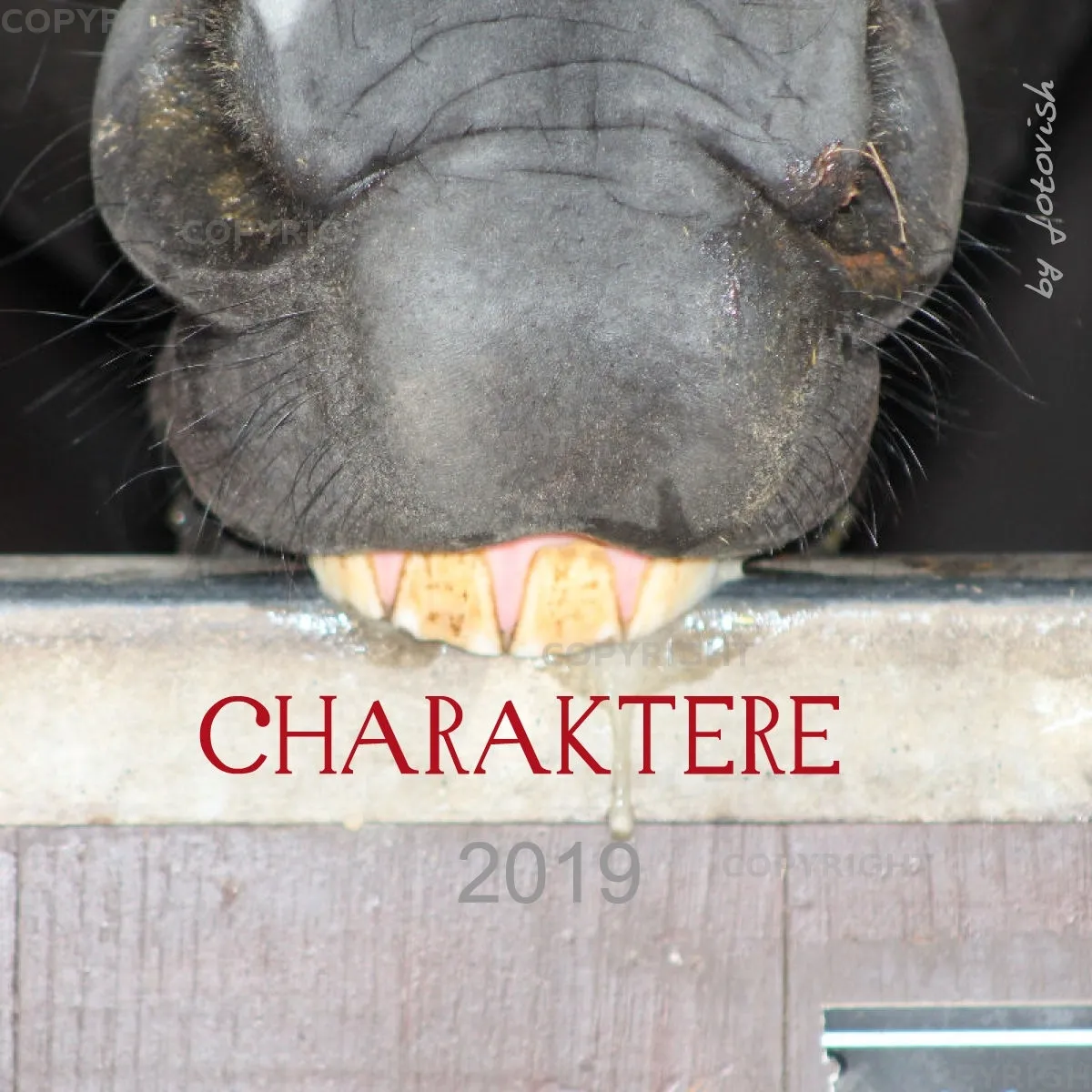 Fotokalender / Nr. 24