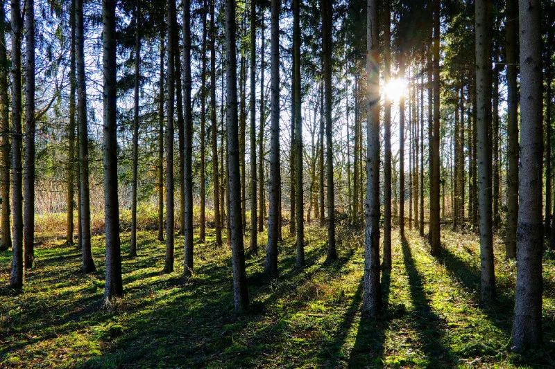 Wald und Sonne