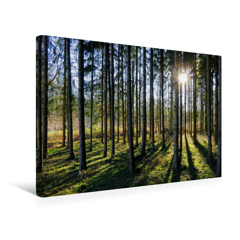 Wald und Sonne
