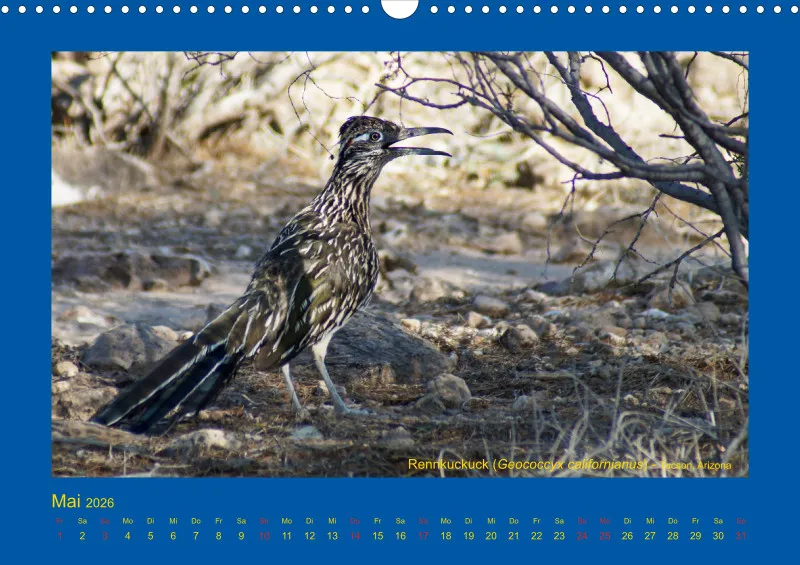 Birdwatching - USA - Südwesten