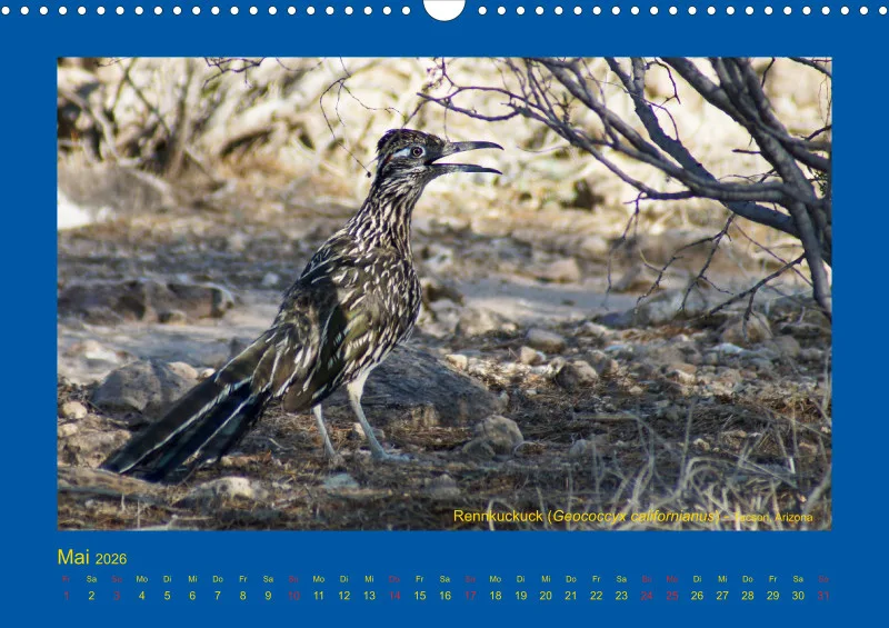 Birdwatching - USA - Südwesten