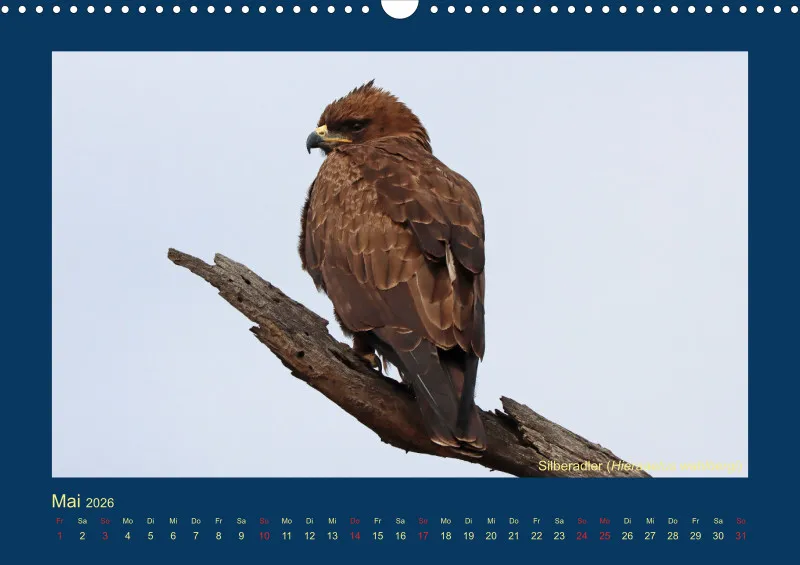 Birdwatching - Krüger-Nationalpark