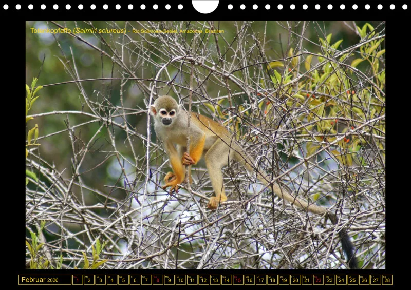 Frantis Safari - Primaten - klein