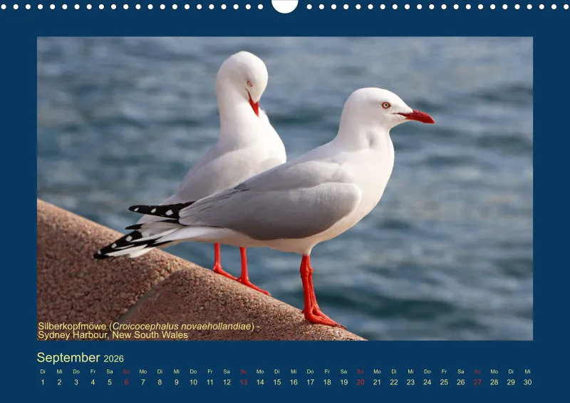 Birdwatching - Australien - Große Vögel