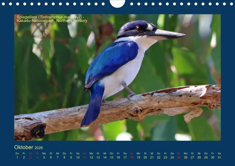 Birdwatching - Australien - Kleine Vögel - klein