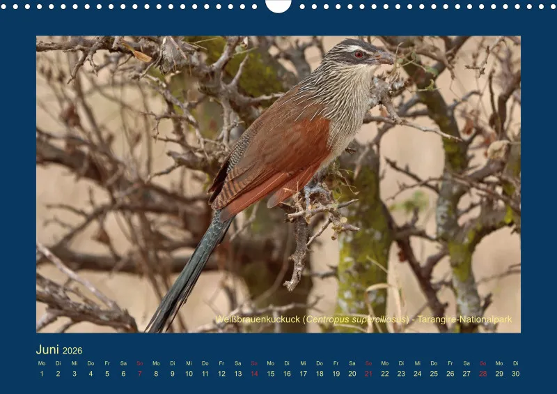 Birdwatching - Tansania