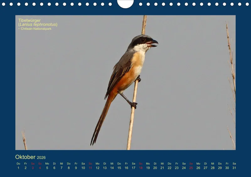 Birdwatching - Nepal