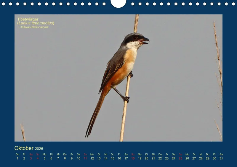 Birdwatching - Nepal
