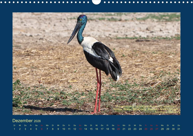 Birdwatching - Australien - Große Vögel