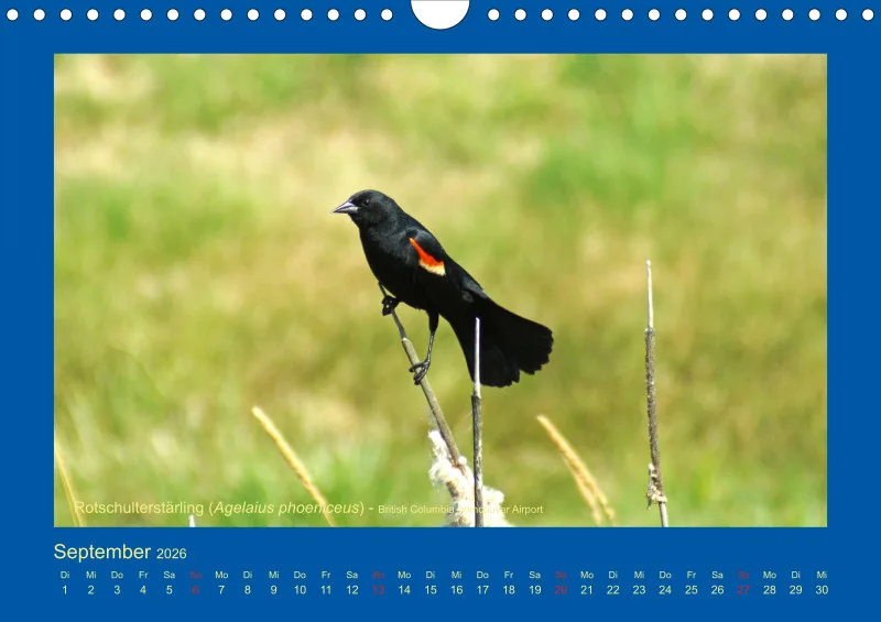 Birdwatching - Kanada - klein