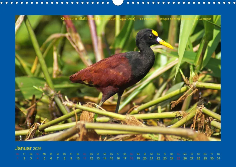 Birdwatching - Nicaragua