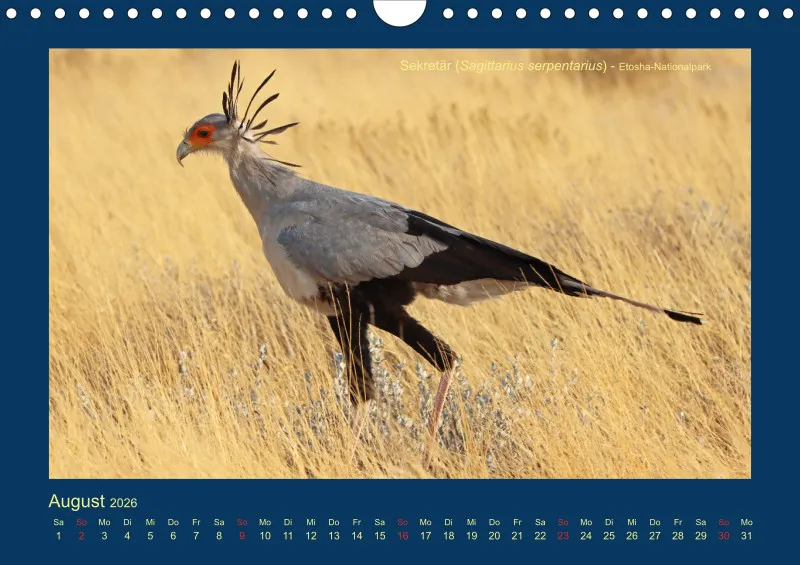 Birdwatching - Namibia - klein