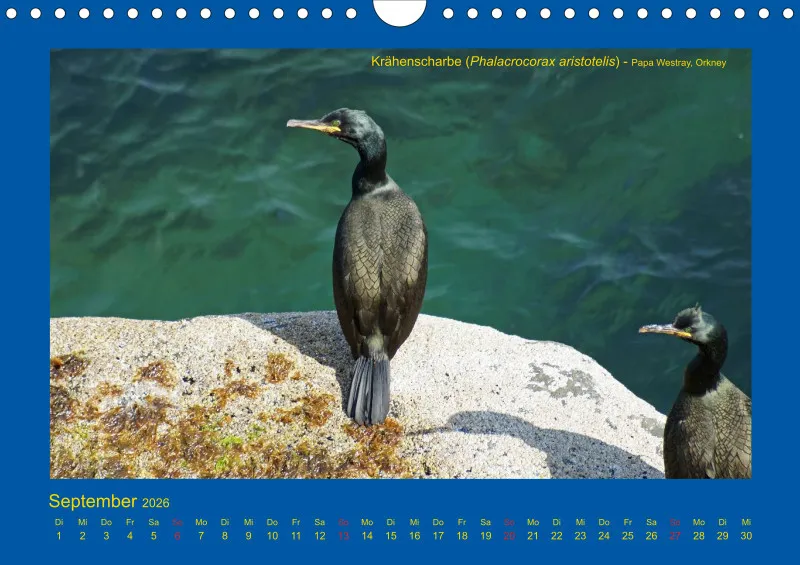 Birdwatching - Orkney- und Shetlandinseln - klein