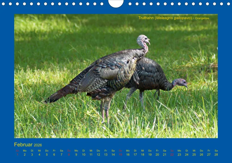 Birdwatching - USA - Florida - klein
