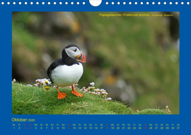 Birdwatching - Orkney- und Shetlandinseln - klein