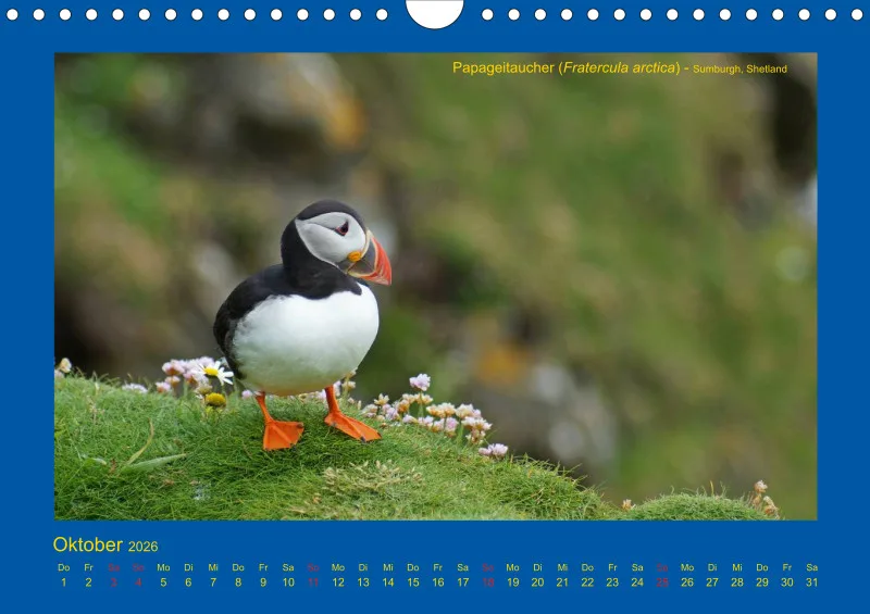 Birdwatching - Orkney- und Shetlandinseln - klein