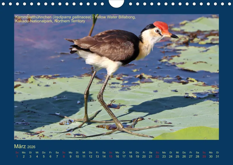 Birdwatching - Australien - Kleine Vögel - klein