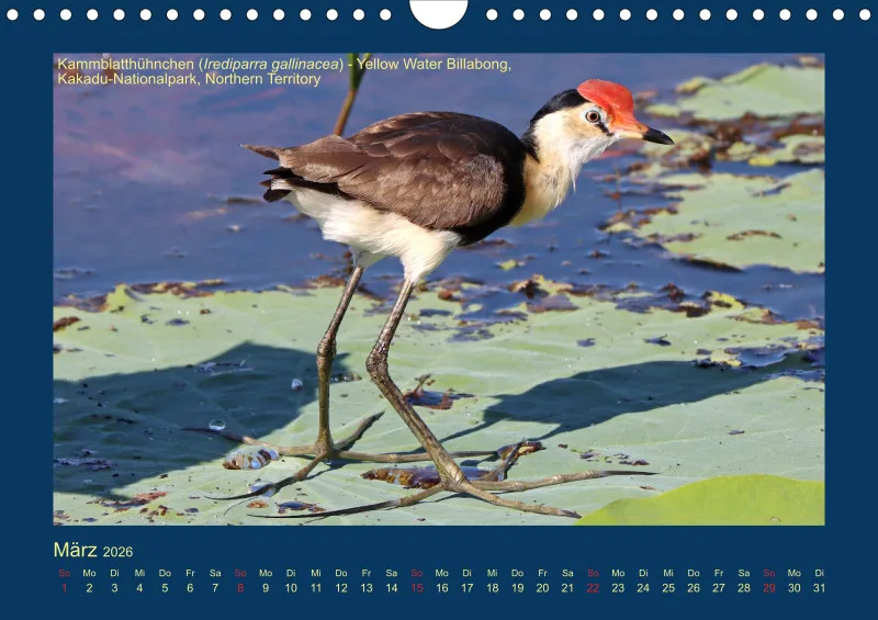 Birdwatching - Australien - Kleine Vögel - klein