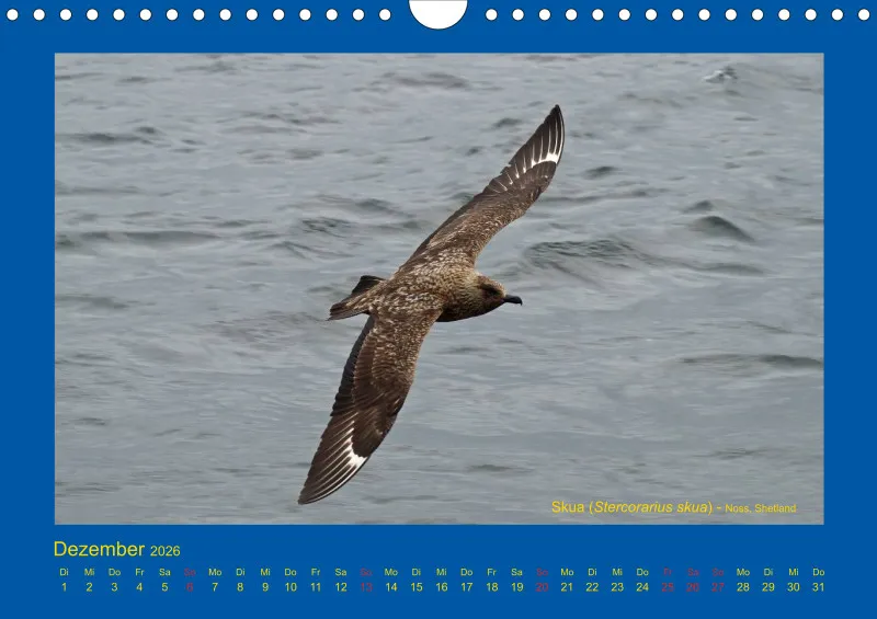 Birdwatching - Orkney- und Shetlandinseln - klein