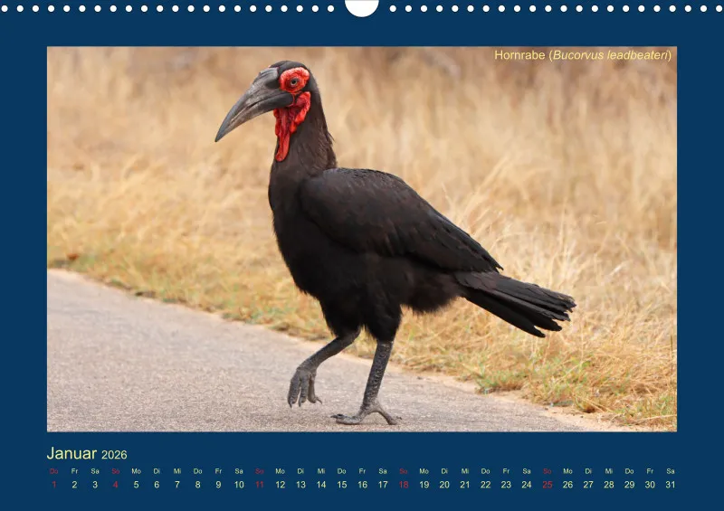 Birdwatching - Krüger-Nationalpark