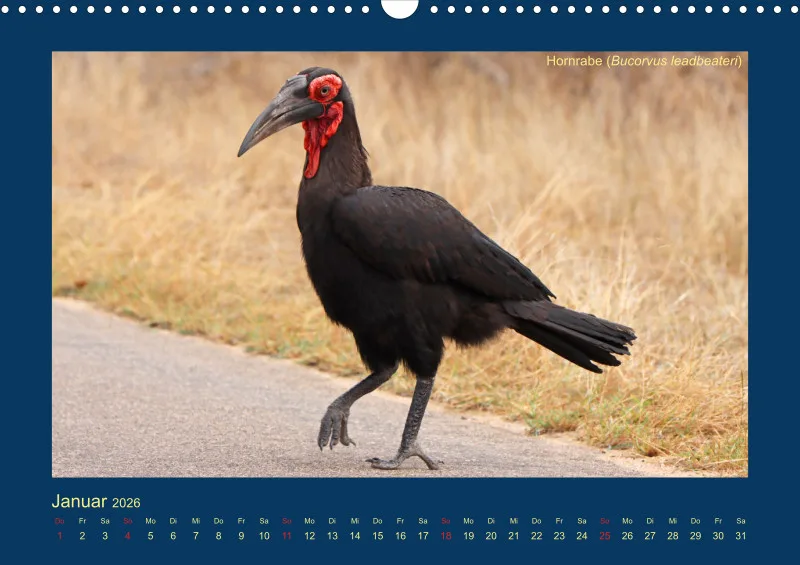 Birdwatching - Krüger-Nationalpark